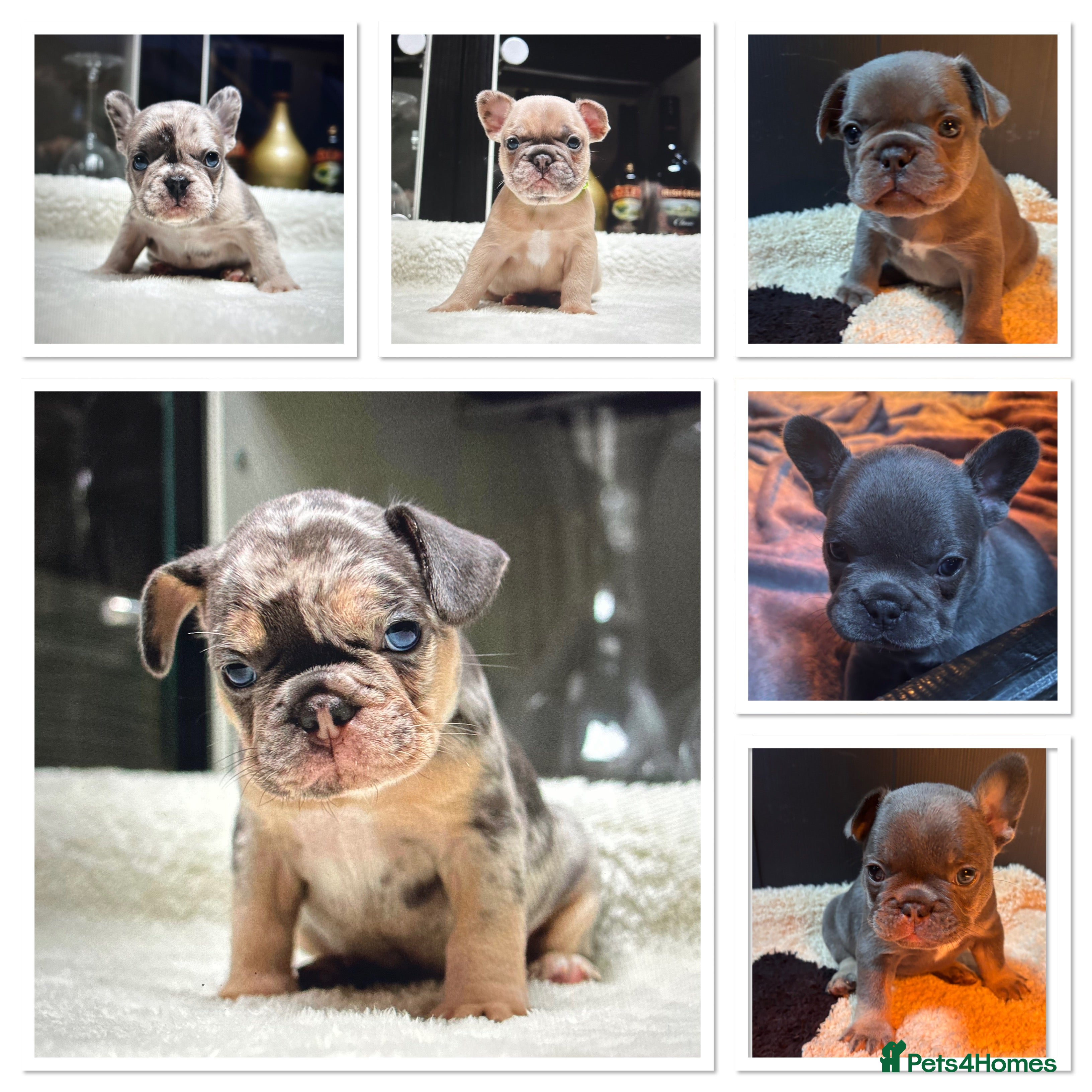 French Bulldog dogs Beautiful Frenchie Babies Seeking Forever Families - Advert 5