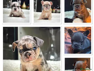 French Bulldog dogs Beautiful Frenchie Babies Seeking Forever Families - Advert 5