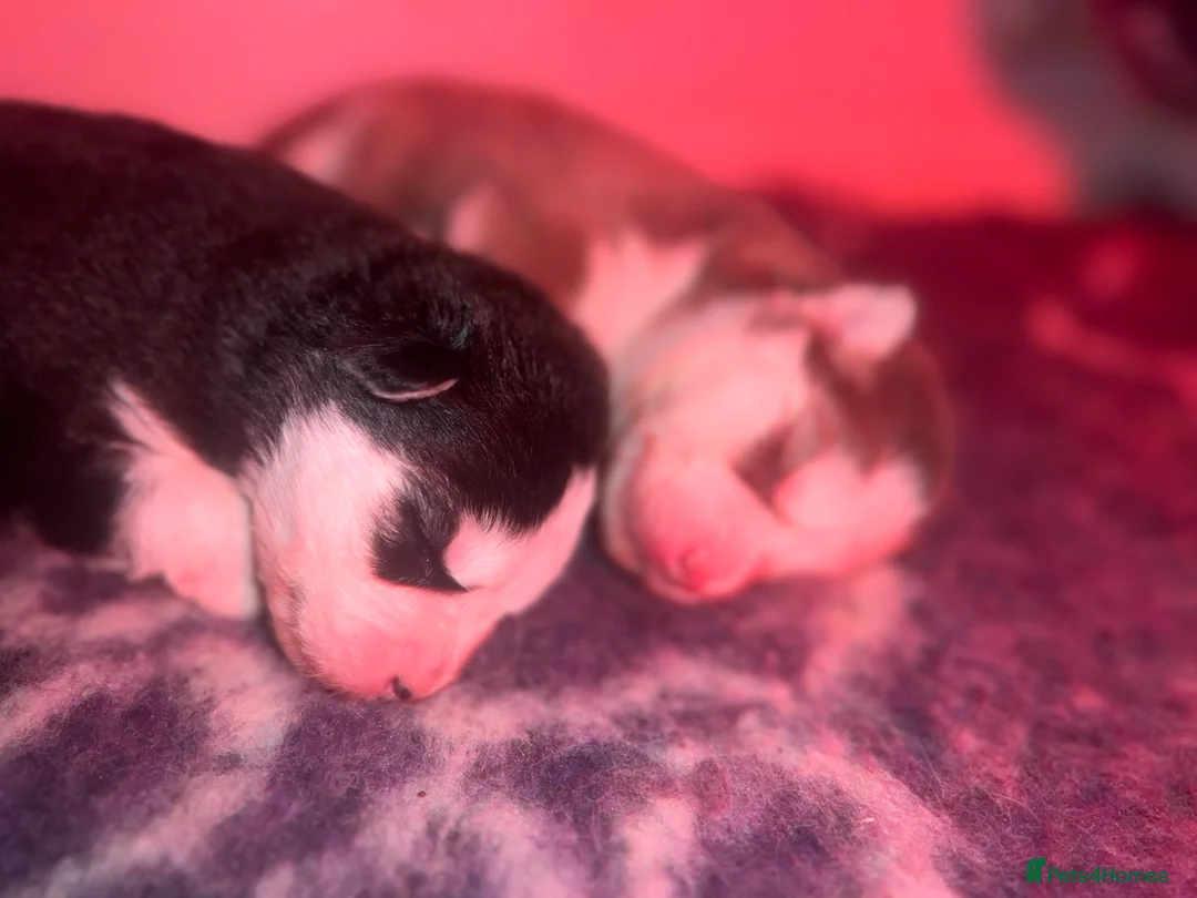 Pomsky dogs for sale: F4 Mini Pomsky - Advert 6