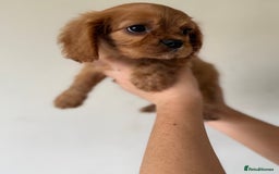 Cavalier King Charles Spaniel dogs for sale: Beautiful King Charles cavalier puppy’s  in Sunderland - Image 31