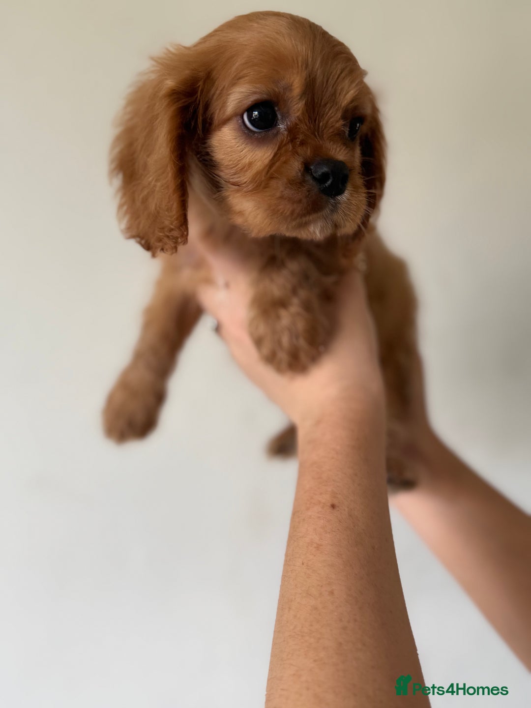 Cavalier King Charles Spaniel dogs for sale: Beautiful King Charles cavalier puppy’s  in Sunderland - Image 31