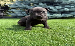 Staffordshire Bull Terrier dogs for sale: Staffordshire bull terrier puppies - Image 5