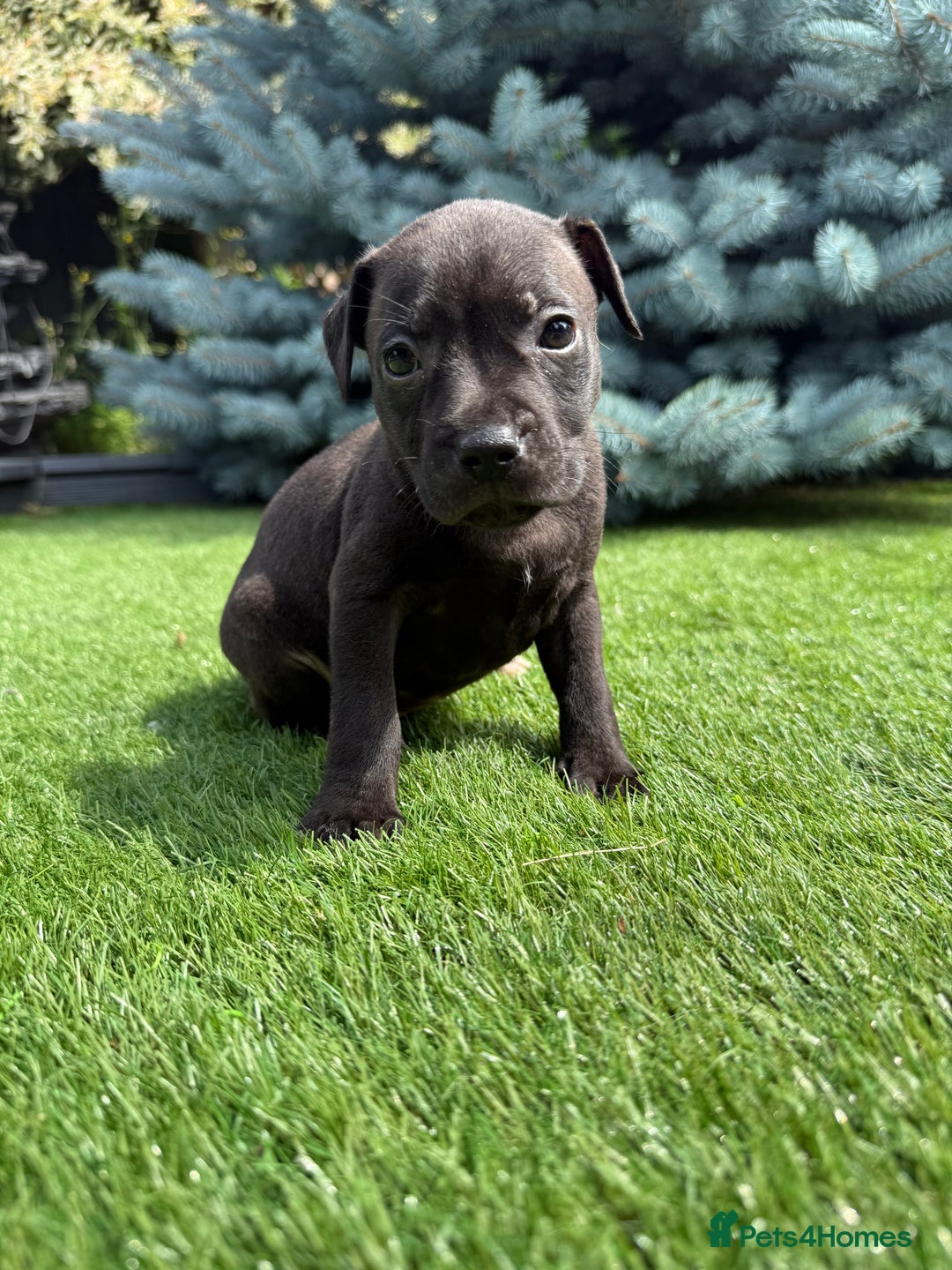 Staffordshire Bull Terrier dogs for sale: Staffordshire bull terrier puppies - Image 5