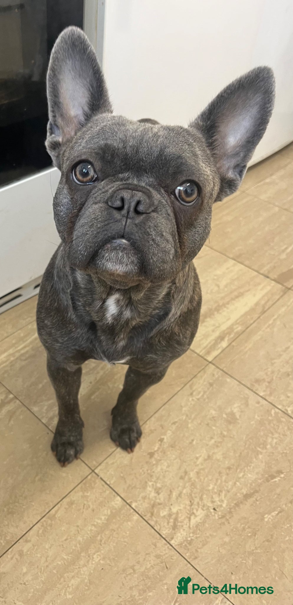 French Bulldog dogs 2 year female frenchie  - Advert 1