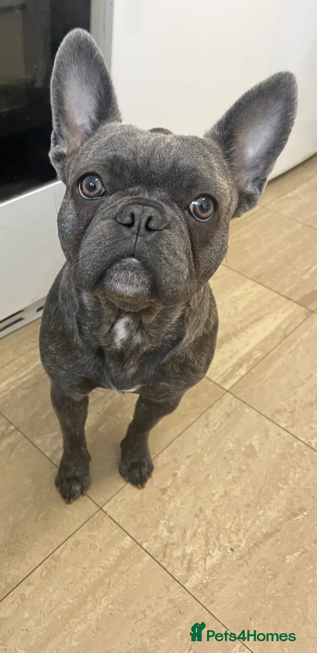 French Bulldog dogs for sale: 2 year female frenchie  in South Ockendon - Advert 1