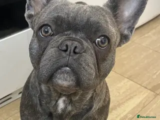 French Bulldog dogs 2 year female frenchie - Advert 1