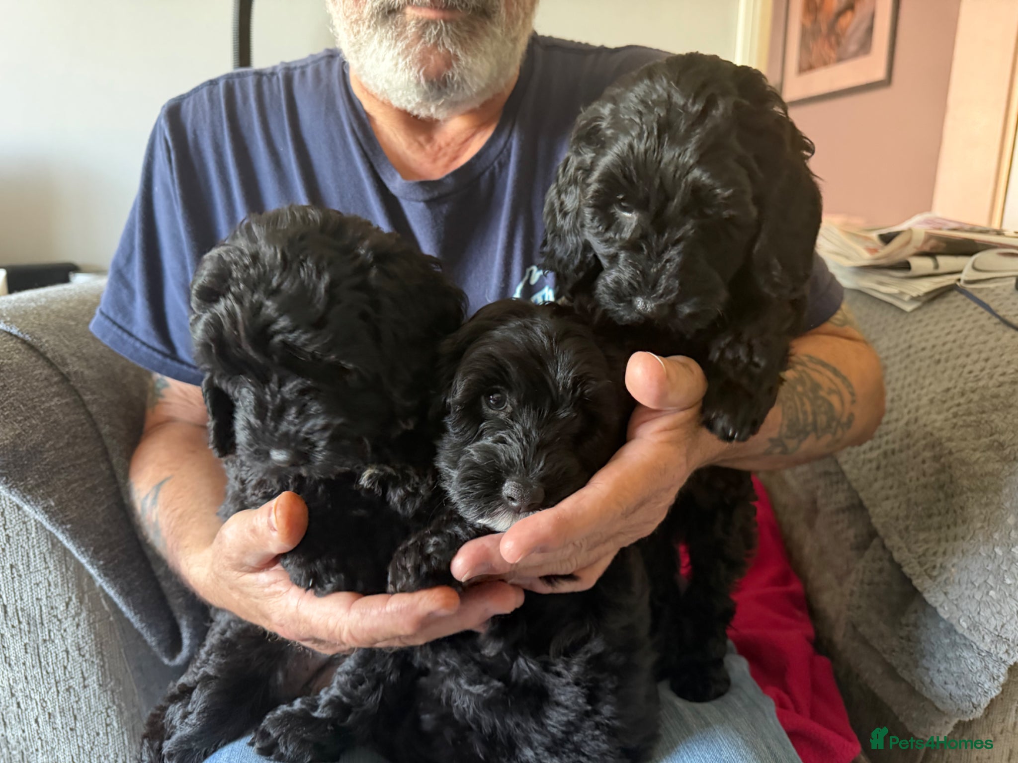 Cockapoo dogs F2Bb cockapoo puppies - Advert 5