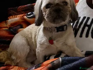 Shih Tzu dogs Shih Tzu’s - Advert 2