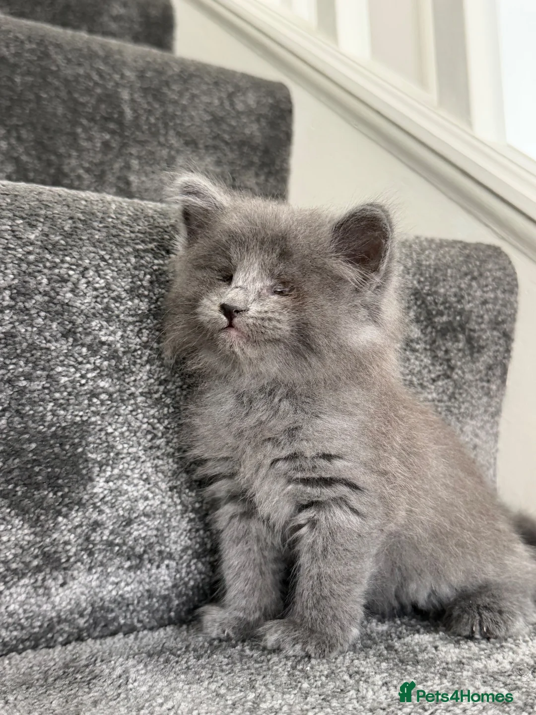 Mixed Breed cats for sale: 7 adorable Kittens! - Advert 15