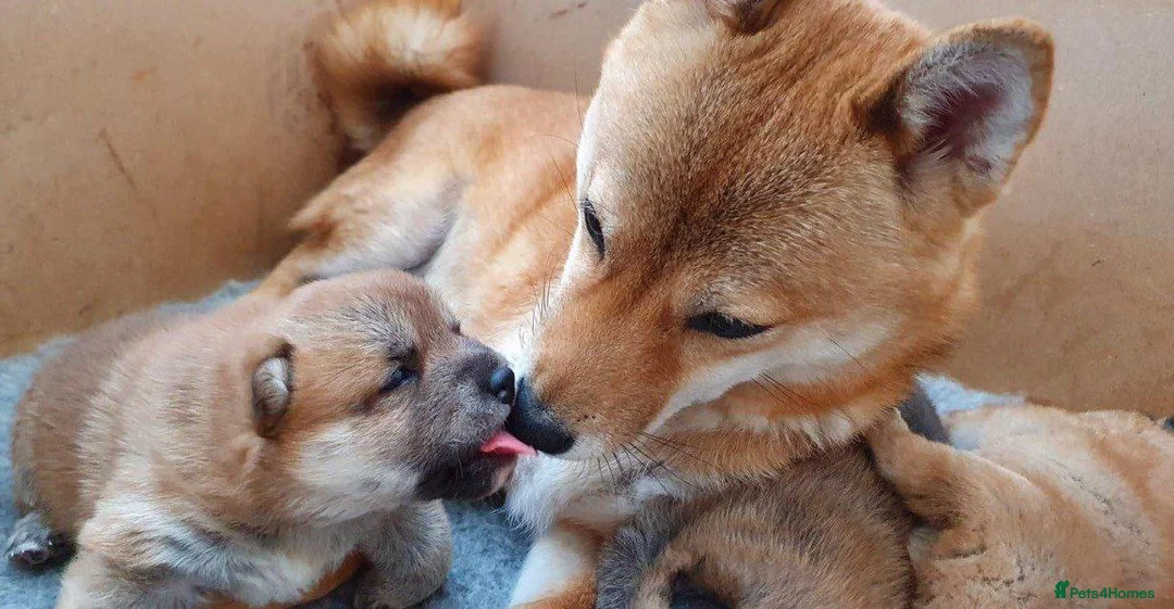 Japanese Shiba Inu dogs for stud: KC Registered Shiba Inu Stud Dog in Newcastle upon Tyne - Advert 10