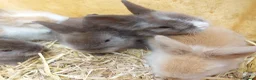 Lionhead rabbits for sale: PUREBRED DOUBLE/TEDDY LION HEAD BABIES  - Advert 3