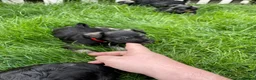 Miniature Schnauzer dogs for sale: Hello, I'm Darcy... and I'm expecting puppies! - Advert 5