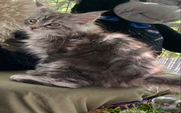 Maine Coon cats for sale: Pedigree registered Maine Coons - Image 9