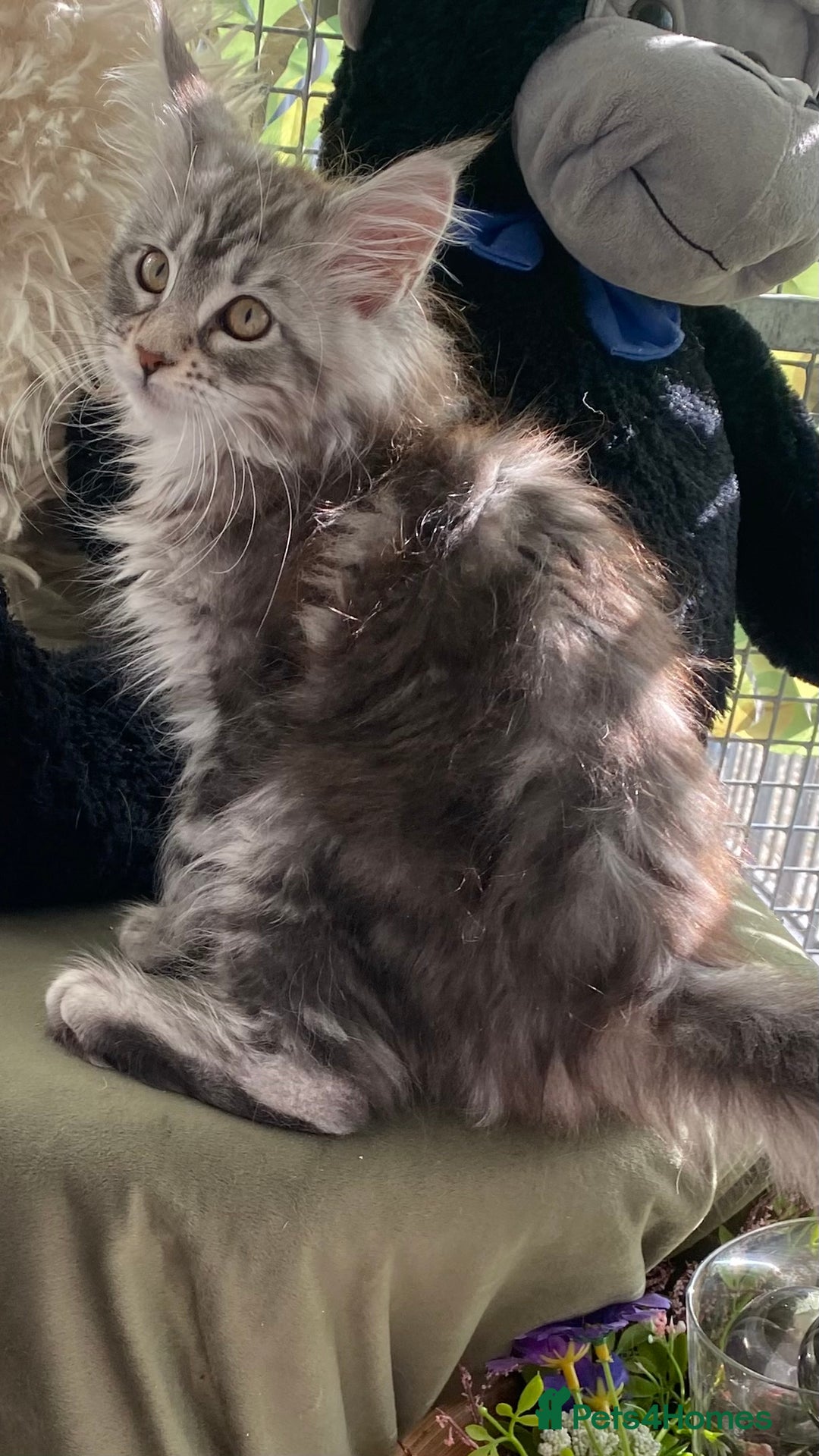 Maine Coon cats for sale: Pedigree registered Maine Coons - Image 9