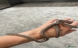 Corn Snake reptiles for sale: 1 Year old Male Corn Snake with Full Set Up - Image 1