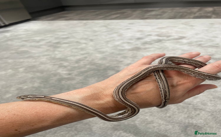 Corn Snake reptiles - Advert 6