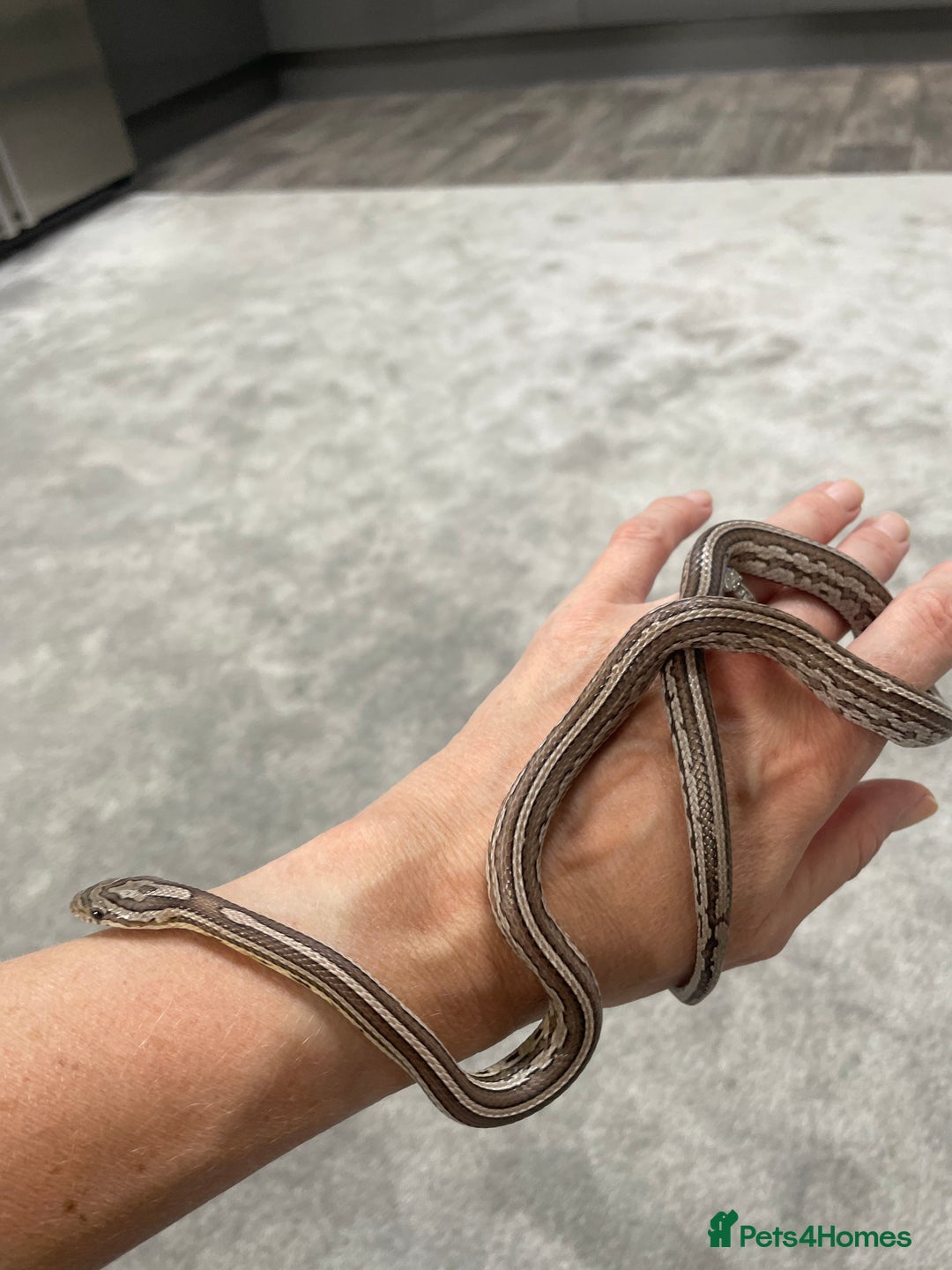 Corn Snake reptiles for sale: 1 Year old Male Corn Snake with Full Set Up - Image 1