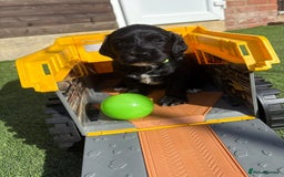 Cocker Spaniel dogs for sale: 3 Beautiful cocker spaniel puppies 2 boys 1 girl - Image 22