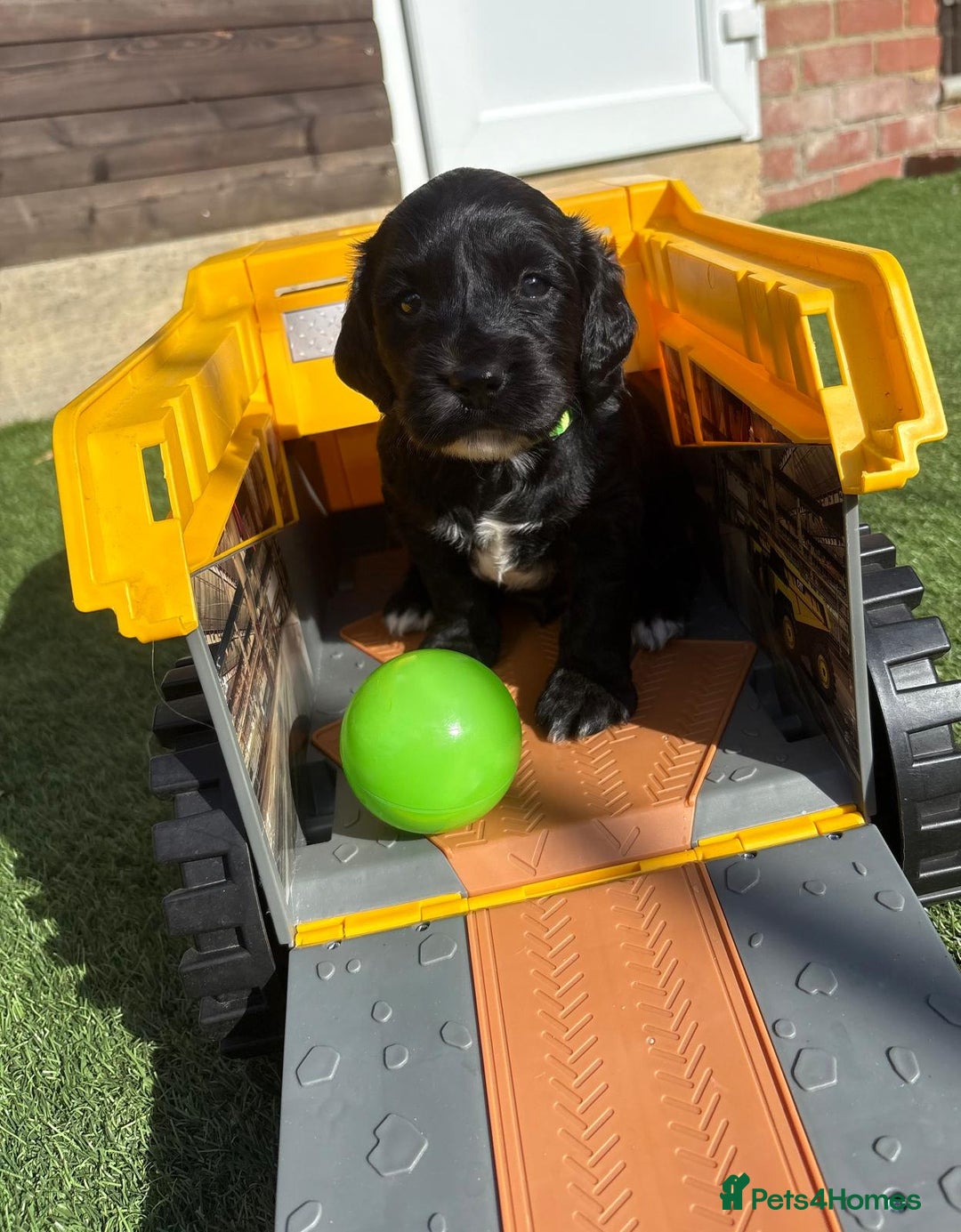 Cocker Spaniel dogs for sale: 3 Beautiful cocker spaniel puppies 2 boys 1 girl - Image 22