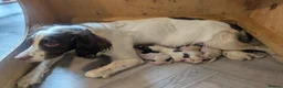 English Springer Spaniel dogs for sale: Springer Spaniel Pups  - Advert 2