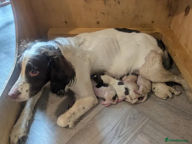 English Springer Spaniel dogs for sale: Springer Spaniel Pups - Advert 2