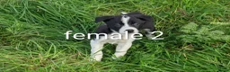 Border Collie dogs for sale: Isds border collie pups for sale in Keith - Advert 7