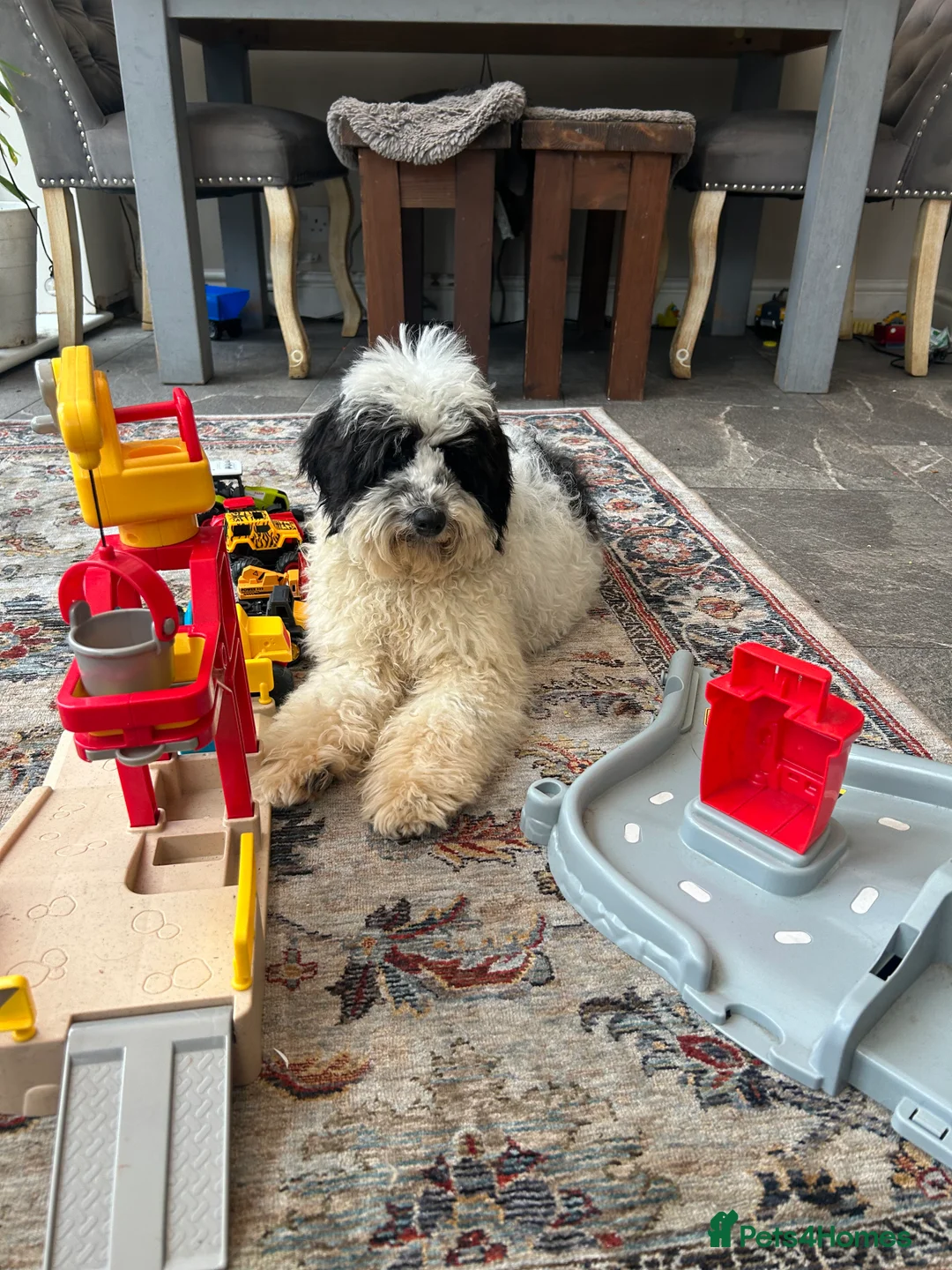 Mixed Breed dogs for sale: Australian Labradoodle cavapoo boy stunning ⭐️  - Advert 5