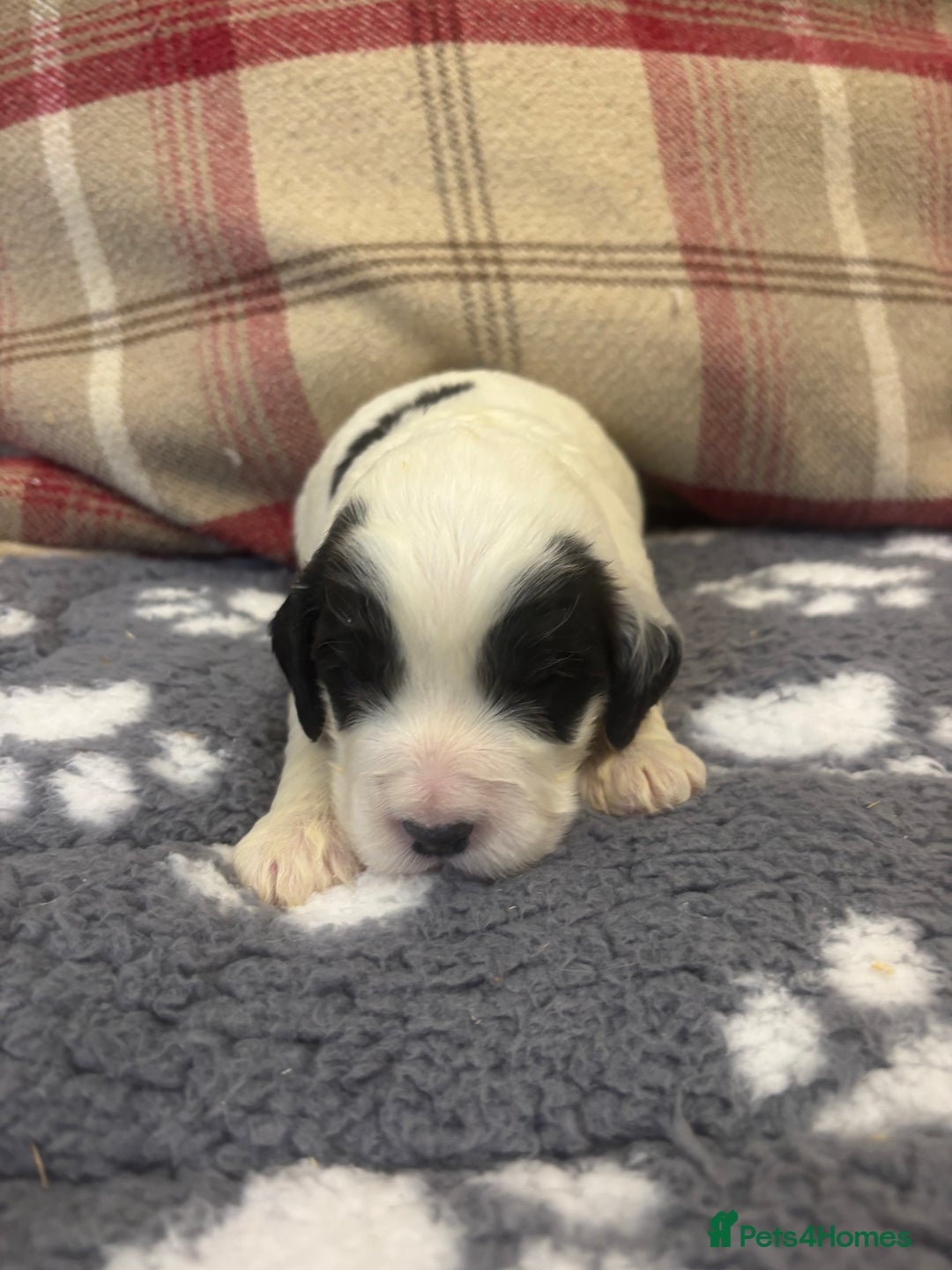 Cockapoo dogs for sale: Stunning F1 Cockapoos - Show H/Tested KC Parents!! - Advert 22