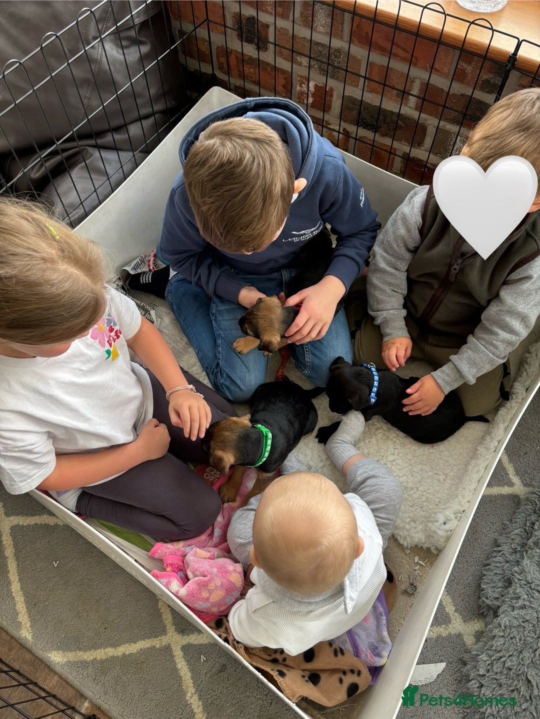 Mixed Breed dogs for sale: BorderJack Puppies - Advert 15