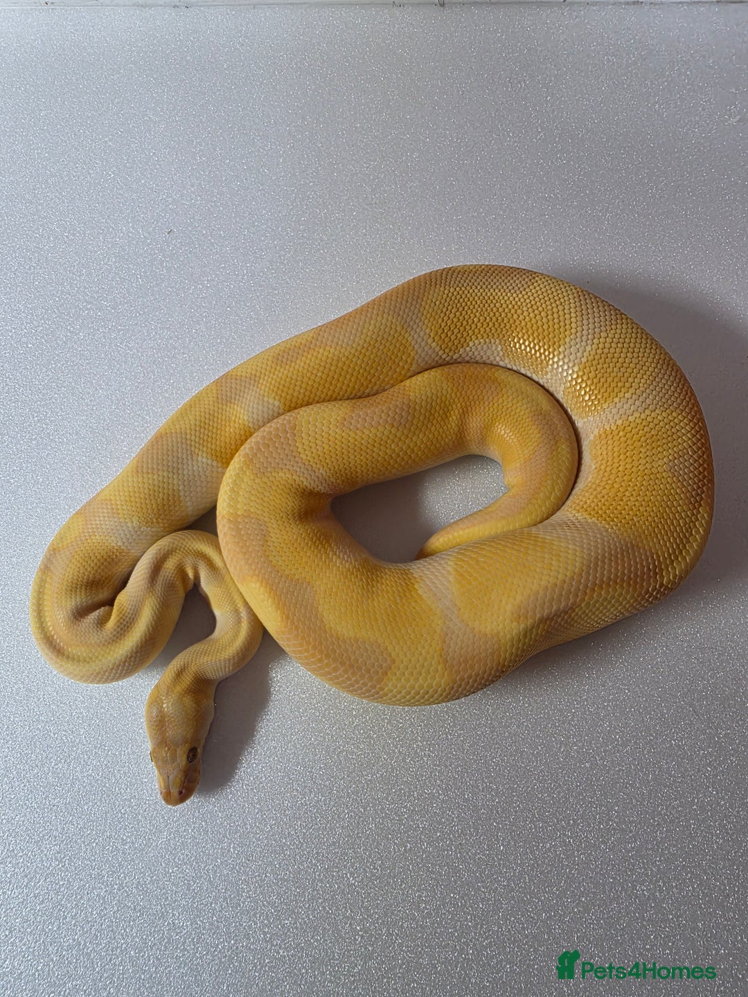 Snake reptiles for sale: Ball pythons  - Advert 27