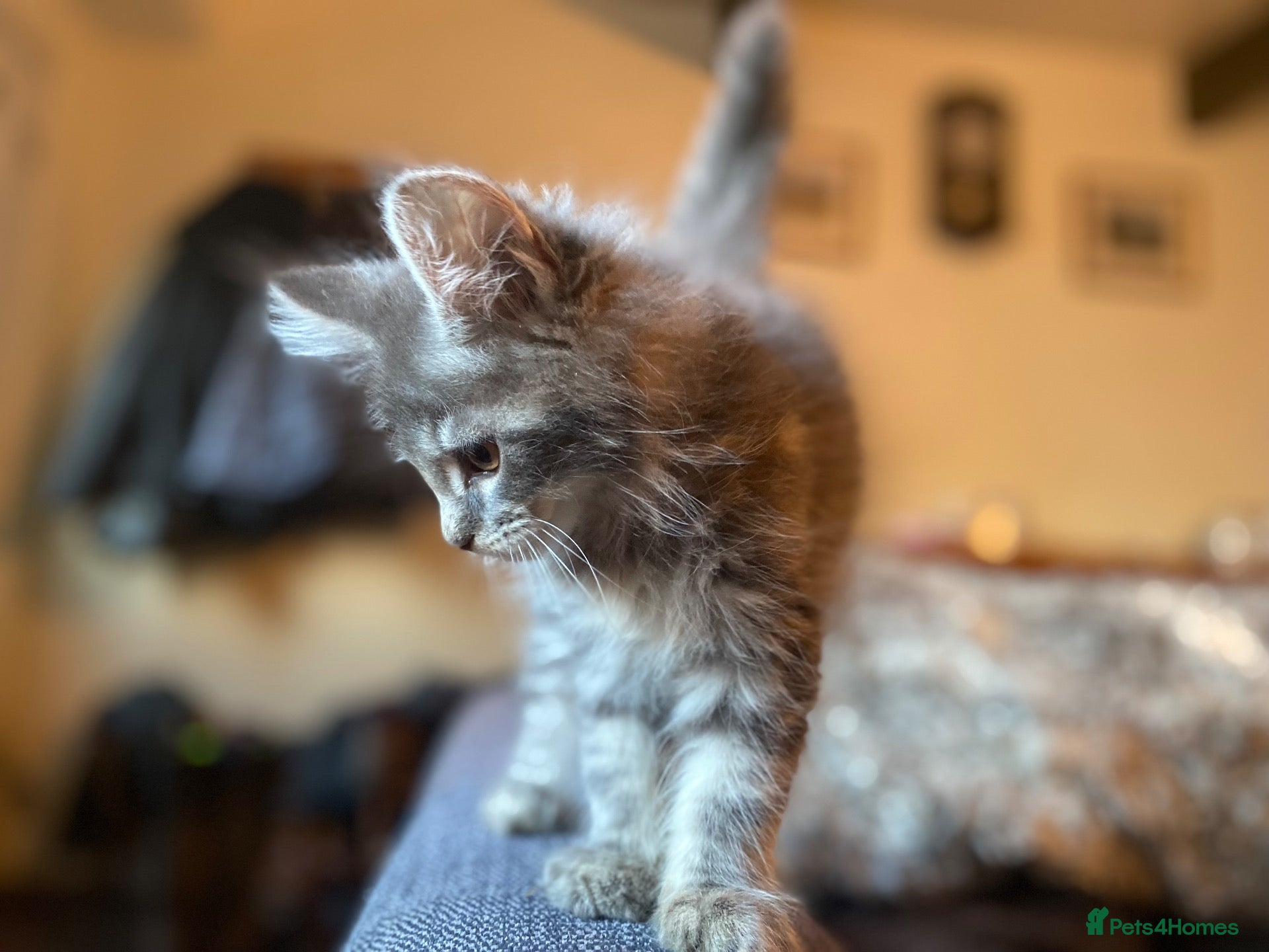 Maine Coon cats Xl Maine coon kittens  - Advert 1