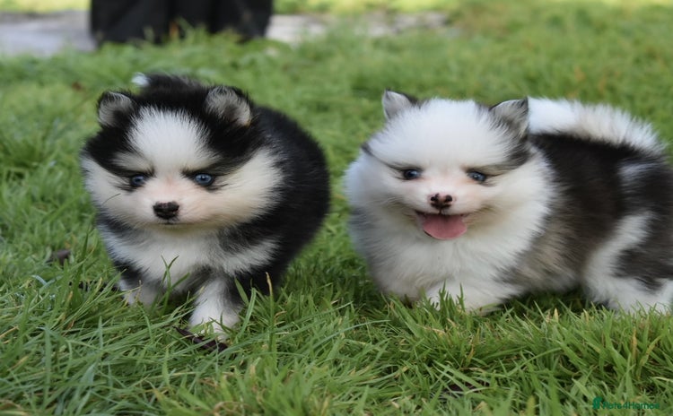 Pomsky dogs - Advert 2