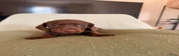 Miniature Dachshund dogs for sale: Beautiful litter of chocolate miniature Dachshunds - Advert 1