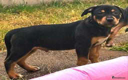 Mixed Breed dogs for sale: Pocket Bully x Labrador (Pocket Bullador) Puppies - Image 5