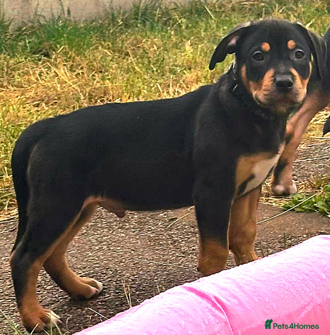 Mixed Breed dogs for sale: Pocket Bully x Labrador (Pocket Bullador) Puppies - Image 5