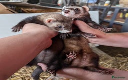 Ferret rodents for sale: Polecat Ferrets for sale  - Image 1