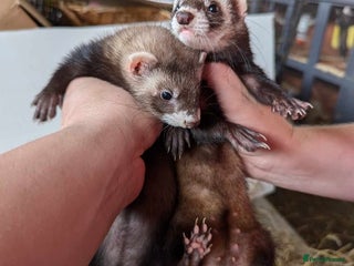 Ferret rodents - Advert 26