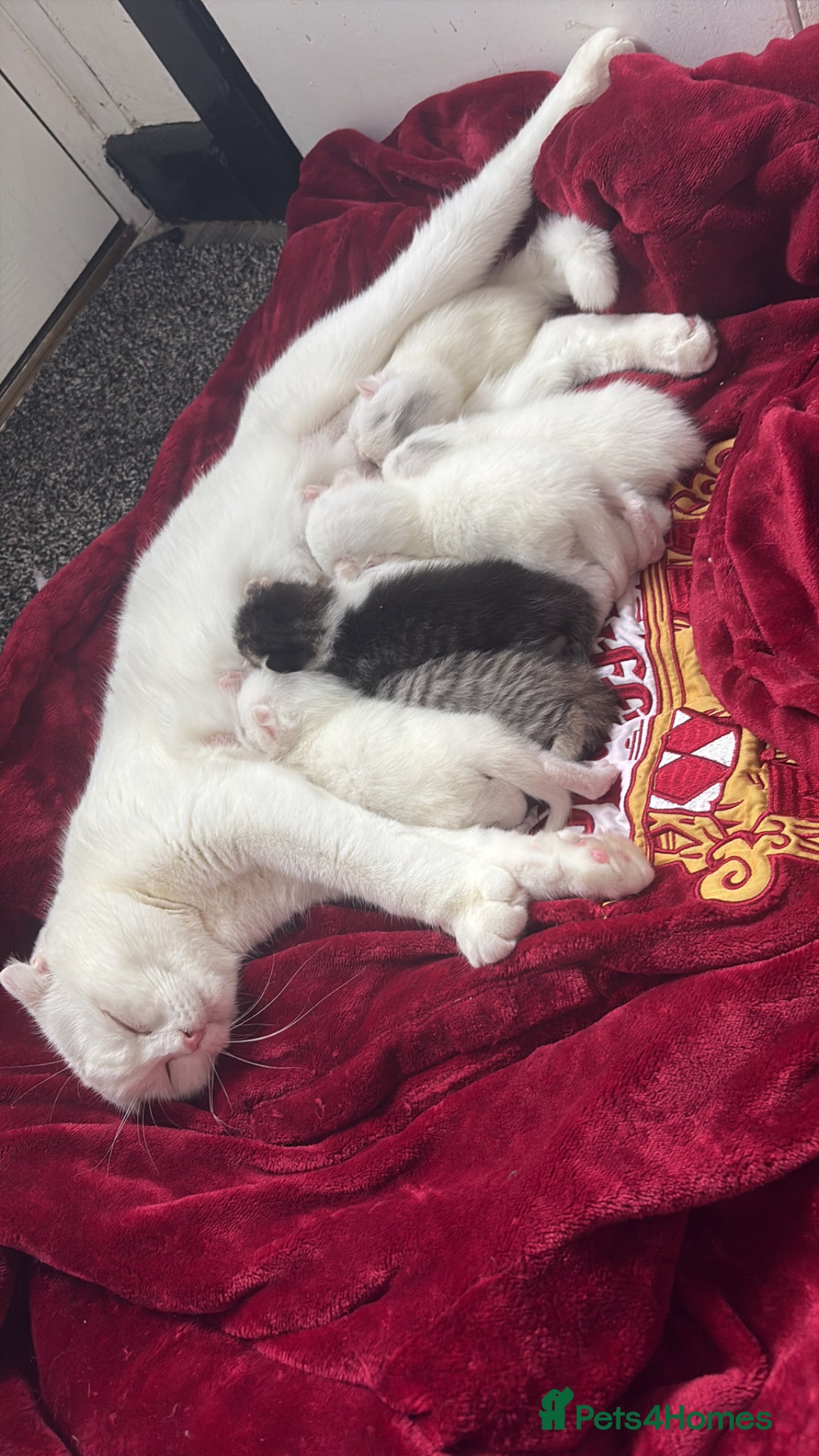 Scottish Fold cats White Scottish fold long and short hair kittens  - Advert 1