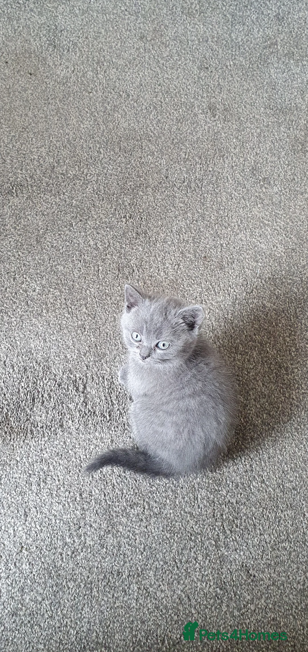 British Shorthair cats for sale: British short haired  - Advert 2