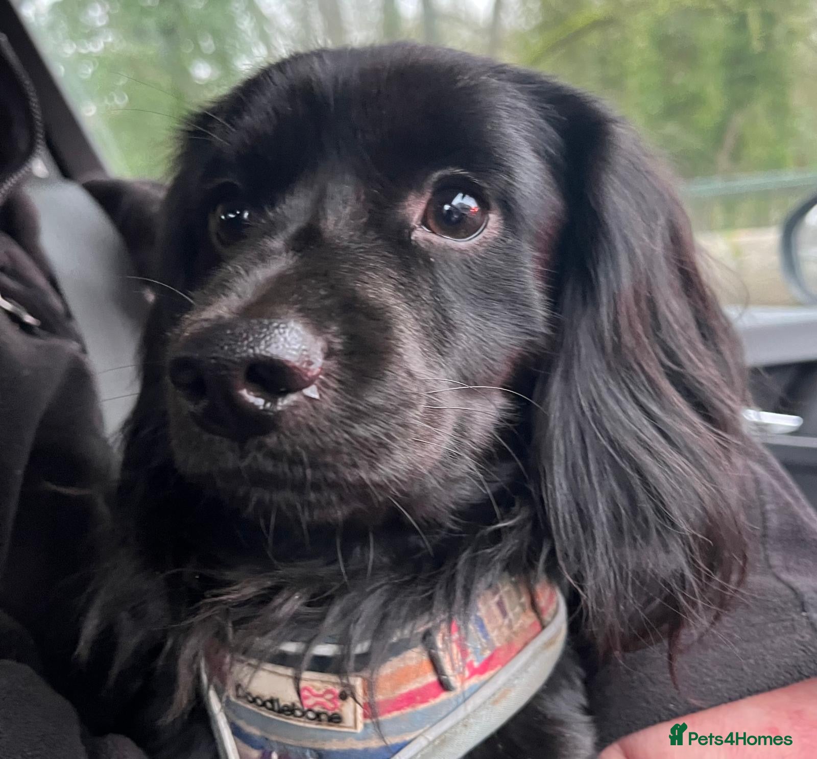 Miniature Dachshund dogs for stud: solid black longhaired miniature dachshu in Loughborough - Advert 3