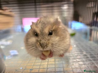 Hamster rodents Russian dwarf hamster - Advert 1