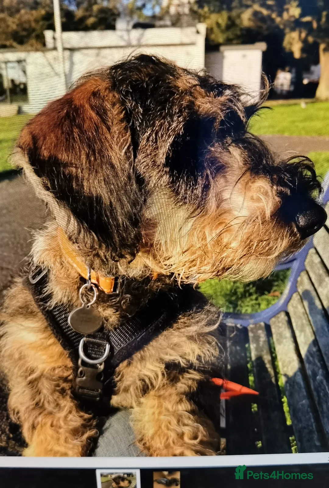 Dachshund dogs for sale: Miniature Wire Haired Dachshund puppies-one left - Advert 18