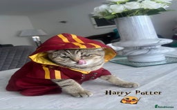 Scottish Fold cats for sale: Scottish straight kittens for sale  - Image 11