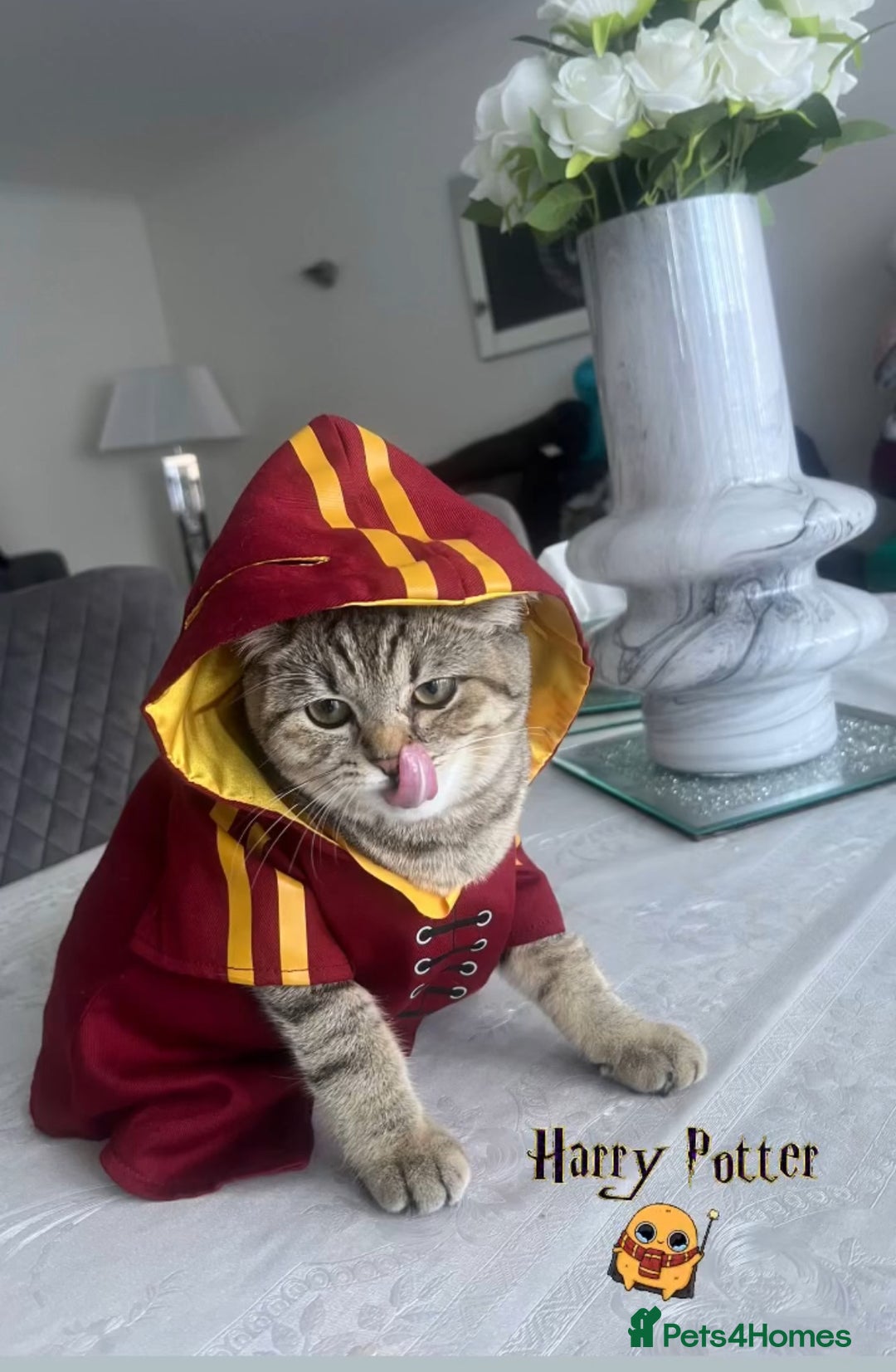 Scottish Fold cats for sale: Scottish straight kittens for sale  - Image 11