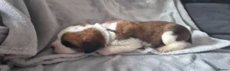 Saint Bernard dogs for sale: Baby bears - Advert 5
