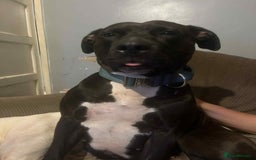Mixed Breed dogs for sale: Needs to be re homed asap  - Image 7