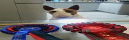 Bull Terrier dogs for stud: Stud English Bull Terrier  - Advert 8