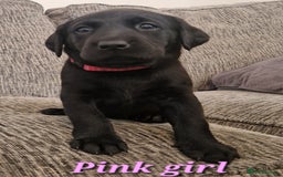 Labrador Retriever dogs for sale: Beautiful Labrador puppies  - Image 7