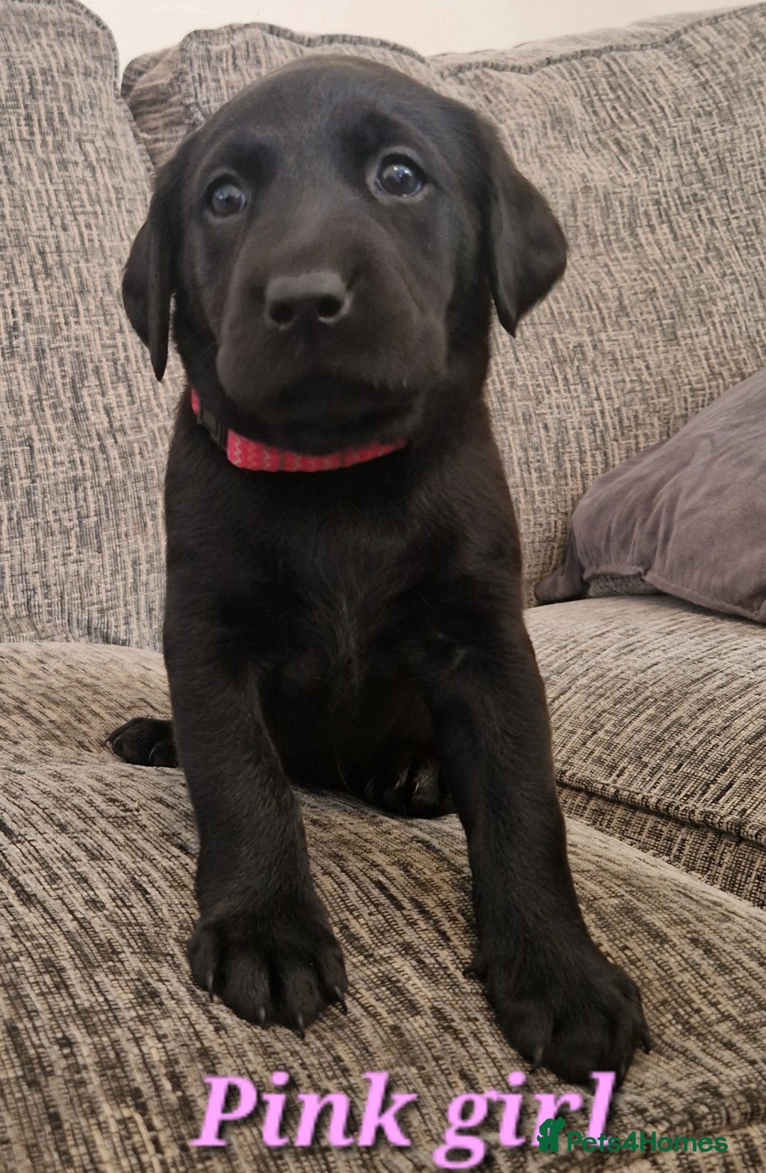 Labrador Retriever dogs for sale: Beautiful Labrador puppies  - Image 7