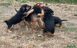 Mixed Breed dogs for sale: Border terrier x jack Russell puppies - Image 13